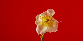 玫瑰花蕾绽放在红色背景下的延时4k视频。