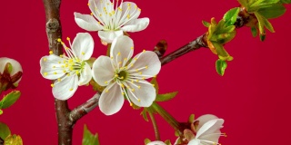 4k垂直时间间隔的酸樱桃树花盛开，生长在红色的背景上。樱花盛开的小白花。时间流逝，9:16的比例。