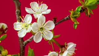 4k垂直时间间隔的酸樱桃树花盛开，生长在红色的背景上。樱花盛开的小白花。时间流逝，9:16的比例。视频素材模板下载