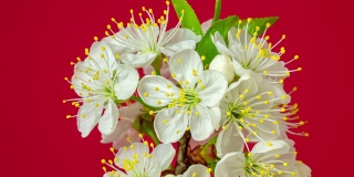 4k垂直时间间隔的酸樱桃树花盛开，生长在红色的背景上。樱花盛开的小白花。时间流逝，9:16的比例。