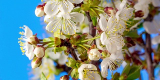 4k垂直时间间隔的酸樱桃树花盛开和生长在蓝色的背景上。樱花盛开的小白花。时间流逝，9:16的比例。