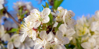 4k垂直时间间隔的酸樱桃树花盛开和生长在蓝色的背景上。樱花盛开的小白花。时间流逝，9:16的比例。