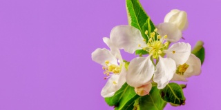 苹果花旋转和盛开在水平格式时间推移4k视频粉红背景。家仆海棠在春天开花的视频。