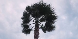 热带风暴中的棕榈树在灰色多云的天空中摇曳。在海上飓风。棕榈树在狂风中摇摆
