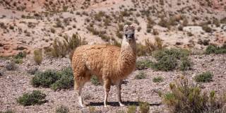 一只成年美洲驼在半沙漠地区散步和吃草