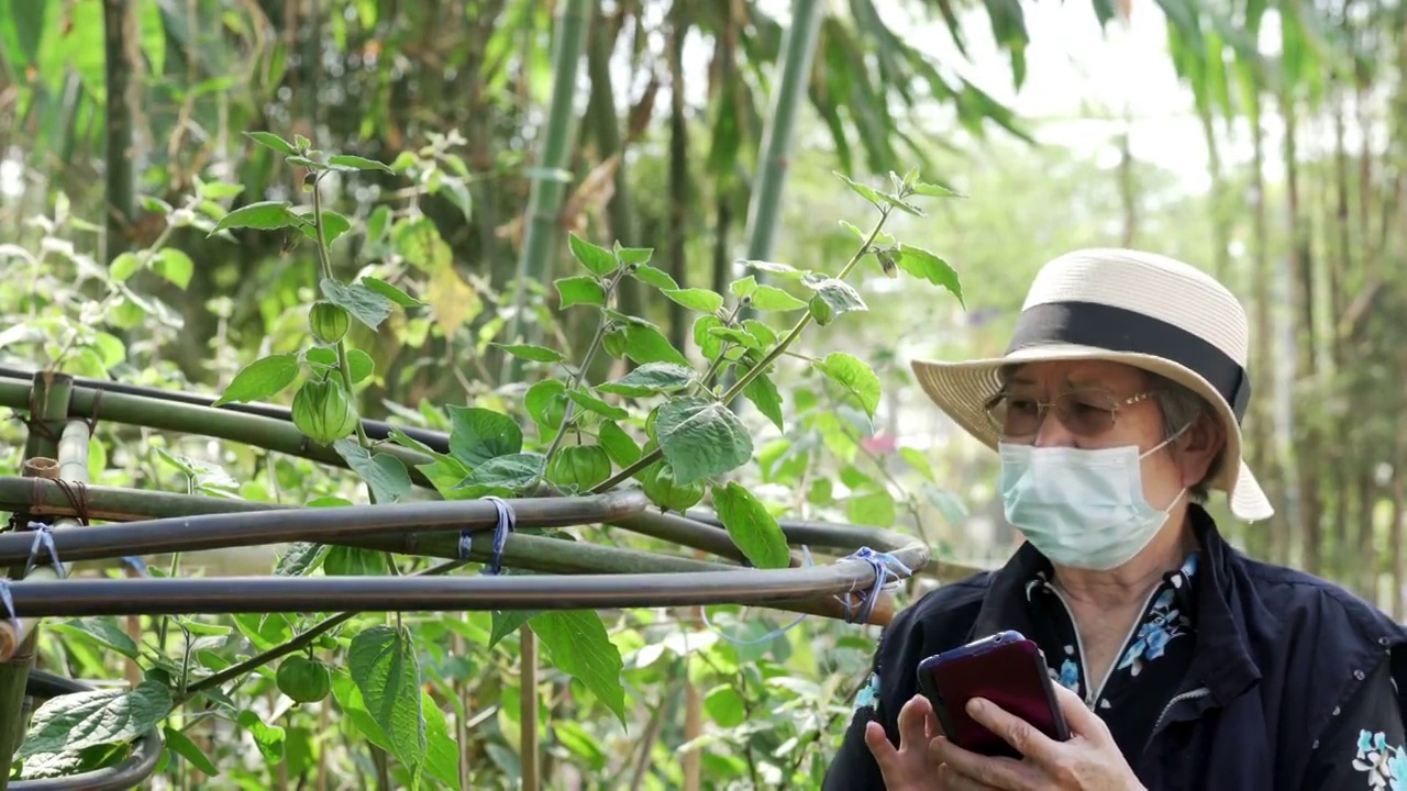 农民农学家用智能手机检查黑醋栗植株质量。农业技术