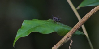 黑蜘蛛，蚂蚁拟态，在绿叶上。