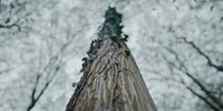 冬天在树林里长着长春藤的树干