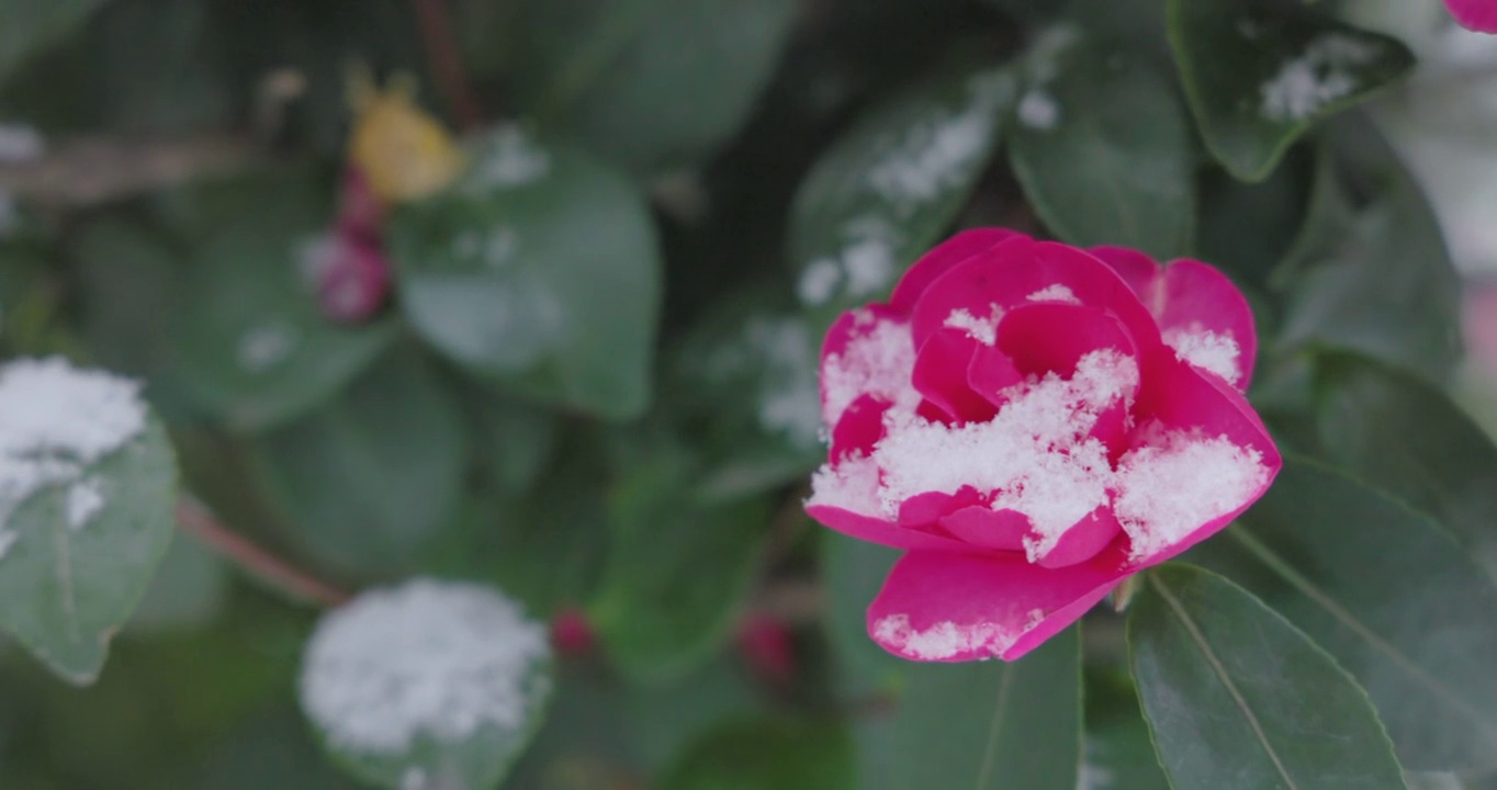 山茶花和雪在东京盛开