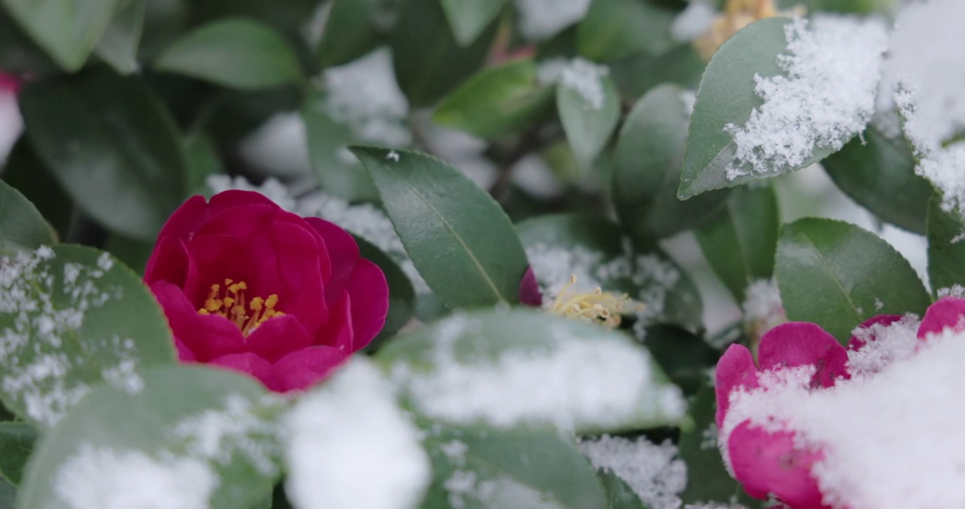 山茶花和雪在东京盛开