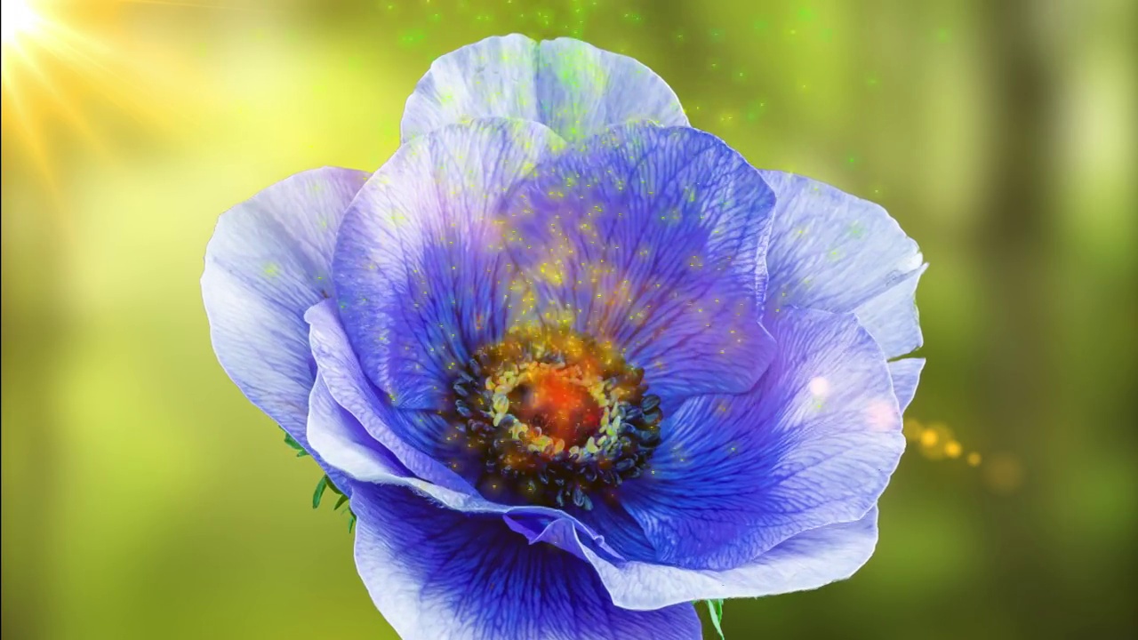 美丽的蓝色海葵在森林和阳光的映衬下盛开。彩色的粒子从银莲花的中心飞出来。2022年趋势的颜色。很仙女。婚礼背景，情人节的概念。生日群。