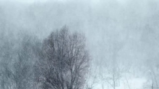 冬季森林的背景上的大雪，暴风雪，暴风雪视频素材模板下载