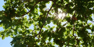 阳光穿过绿色的橡树树叶。