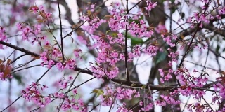 喜玛拉雅野生樱桃树在春天明媚的一天盛开在花园里