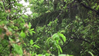花园里下着春天的大雨。雨水淋湿了叶子湿的绿色植物。你听到雨声在花园里落下视频素材模板下载