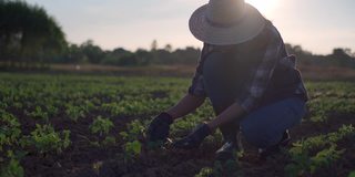 年轻的女农民用数码平板电脑检查农业种植的完整性。