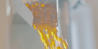 明胶胶囊在输送流水线上，许多黄色明胶胶囊在生产中