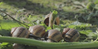 自然环境中的蜗牛。蜗牛爬过花园。绿色背景上的蜗牛特写。