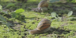 蜗牛在花园里。蜗牛在自然栖息地。蜗牛的农场。草丛里的蜗牛。越来越多的蜗牛