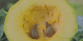蜗牛在骨髓里蠕动。蜗牛吃骨髓。蜗牛关闭