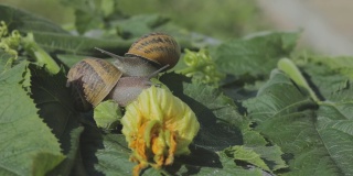 蜗牛的农场。蔬菜骨髓上的蜗牛特写。蜗牛在花园里。自然栖息地的蜗牛