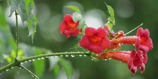 红色的花花园在夏天温暖的雨