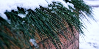 绿色装饰草在木制花盆盒覆盖融化的雪
