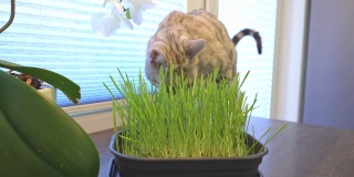 有食欲的猫从锅里吃草。发芽的燕麦为宠物的健康。家中有一只银色斑点孟加拉猫