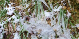冰冻的植物。草地上结了冰和霜