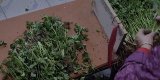 农民和老妇人挑选香菜，把冬天储存的绿叶和蔬菜分拣出来。