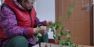 农民和老妇人挑选香菜，把冬天储存的绿叶和蔬菜分拣出来。