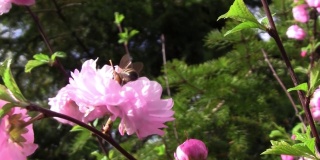 花园里春天来了，树木茂盛。开花小枝，小而圆，粉红色。花上有一只蜜蜂在收集花粉。蜜蜂在花间飞来飞去