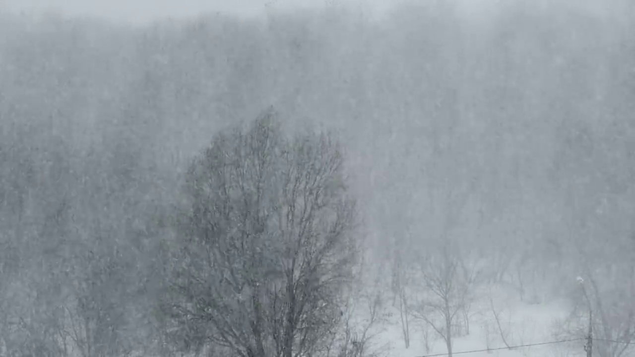 冬季森林的背景上的大雪，暴风雪，暴风雪