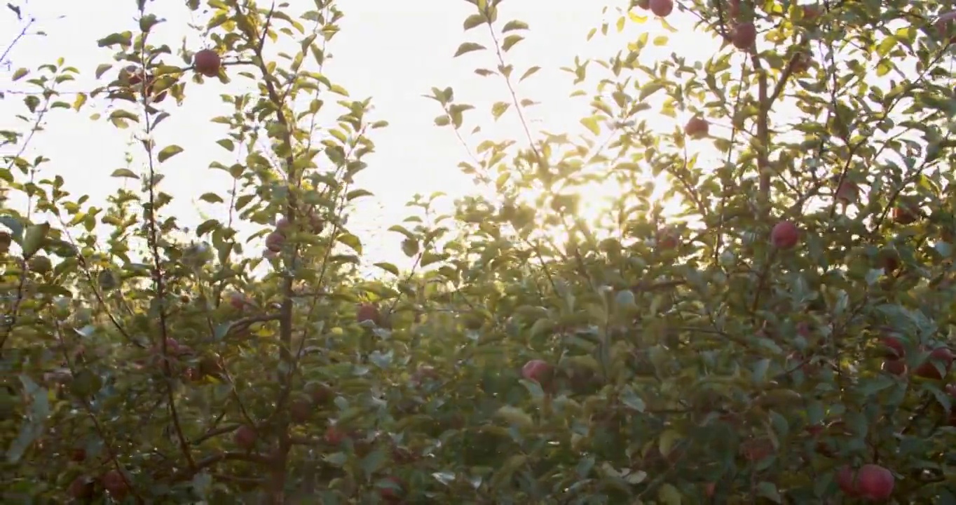 一个果园里苹果生长的4k视频片段
