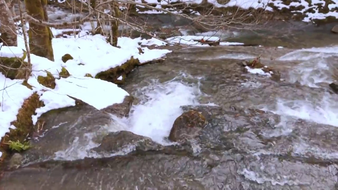 冬山河床上的浮水。