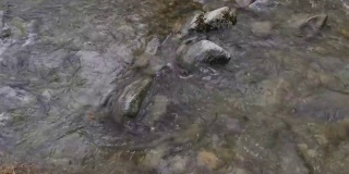 冬山河床上的浮水。