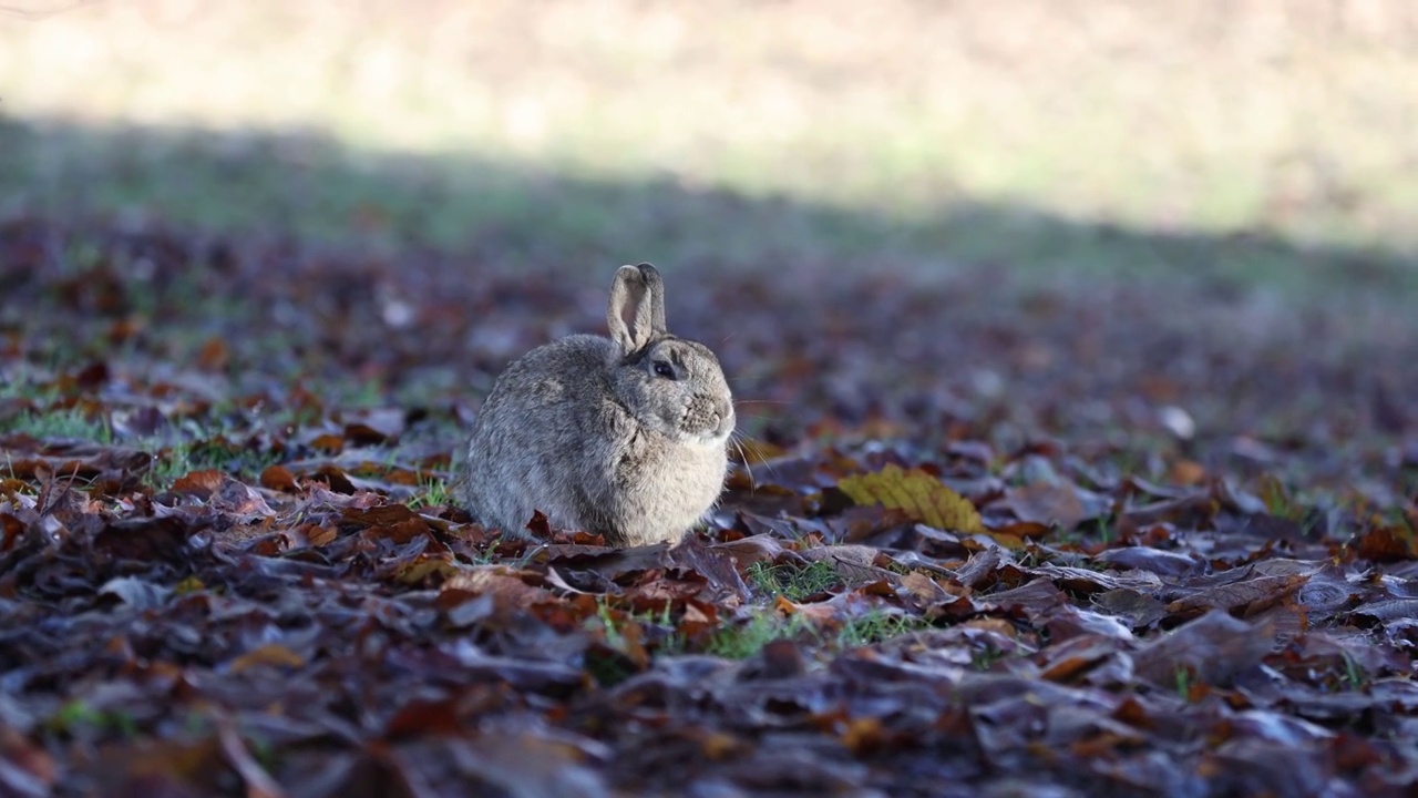 小灰兔在外面的树叶间