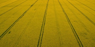 俯视图黄色油菜田与道路线。种植园油菜籽田开花