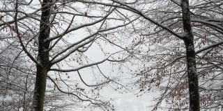 雪花飘落在一片白茫茫的树林里，宁静的冬季景观4K