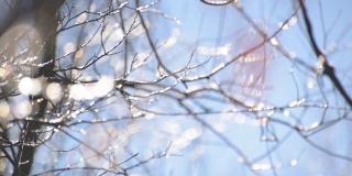 在阳光明媚的冬日，树枝上的冰