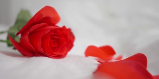 美丽的红玫瑰在白色的床上的特写。花瓣正在飘落。一个
