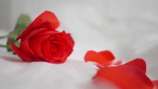 美丽的红玫瑰在白色的床上的特写。花瓣正在飘落。一个视频素材模板下载