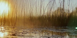 清晨的晨露在芦苇丛上，暖暖的水面浮着，淡淡的雾气，阳光照亮了站在水中的草茎，睡莲伸出水面，宁静祥和