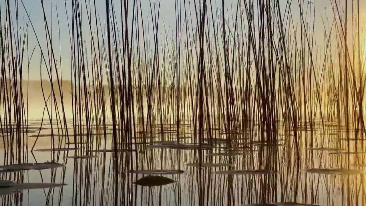 清晨的晨露在芦苇丛上，暖暖的水面浮着，淡淡的雾气，阳光照亮了站在水中的草茎，睡莲伸出水面，宁静祥和