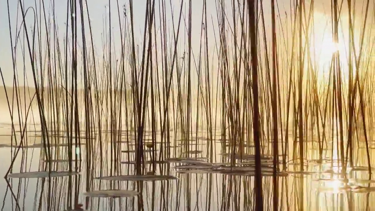 清晨的晨露在芦苇丛上，暖暖的水面浮着，淡淡的雾气，阳光照亮了站在水中的草茎，睡莲伸出水面，宁静祥和