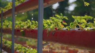 有机温室草莓灌丛浇水，自动化灌溉系统，水培视频素材模板下载