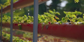 有机温室草莓灌丛浇水，自动化灌溉系统，水培