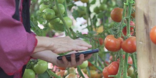 农民农学家用智能手机检查番茄植株质量。农业技术