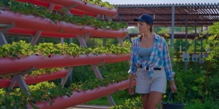 生态农场的女工正在检查水培草莓灌木