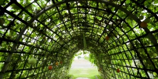 一个种植蔬菜的菜园是一个可以在下面走的隧道。